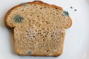 Early stage of mold on bread